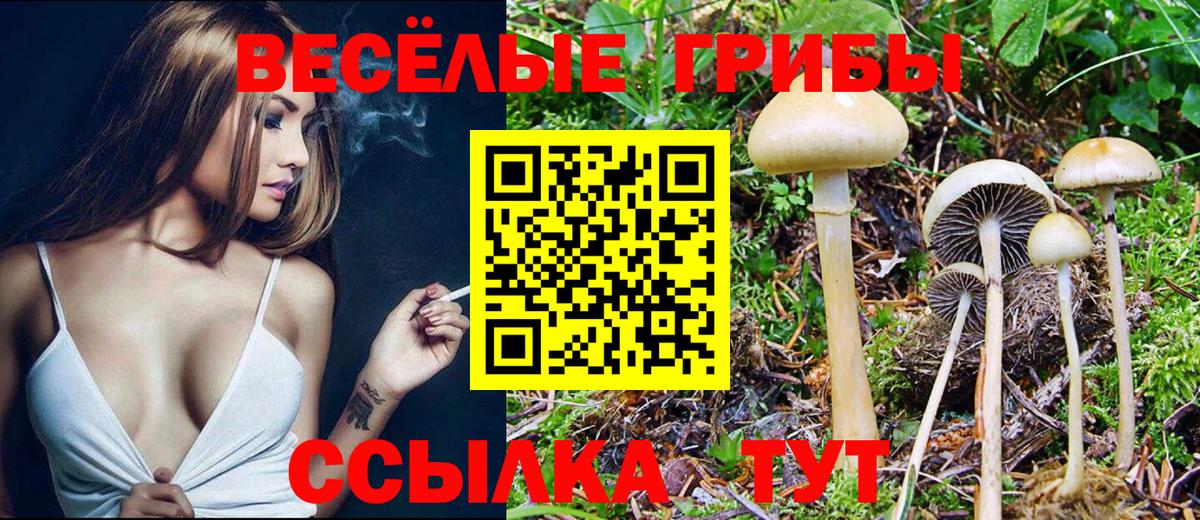 Кимовск  Галлюциногенные грибы Psilocybine cubensis  Вход с VPN 